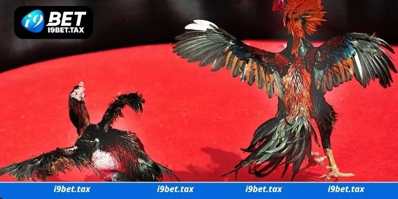 Tìm hiểu về lịch sử thi đấu của các con gà chọi